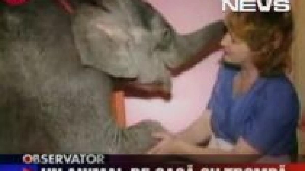 o femeie din ucraina are un elefant de companie video