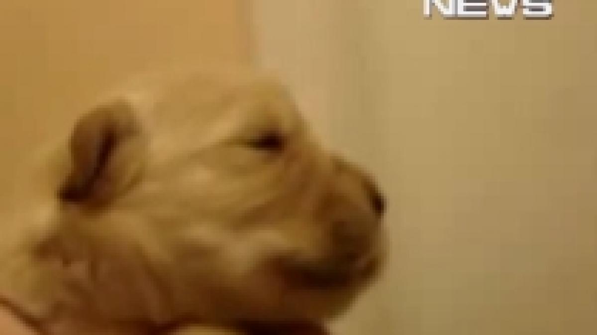 catelusul care fluiera noua vedeta pe internet video