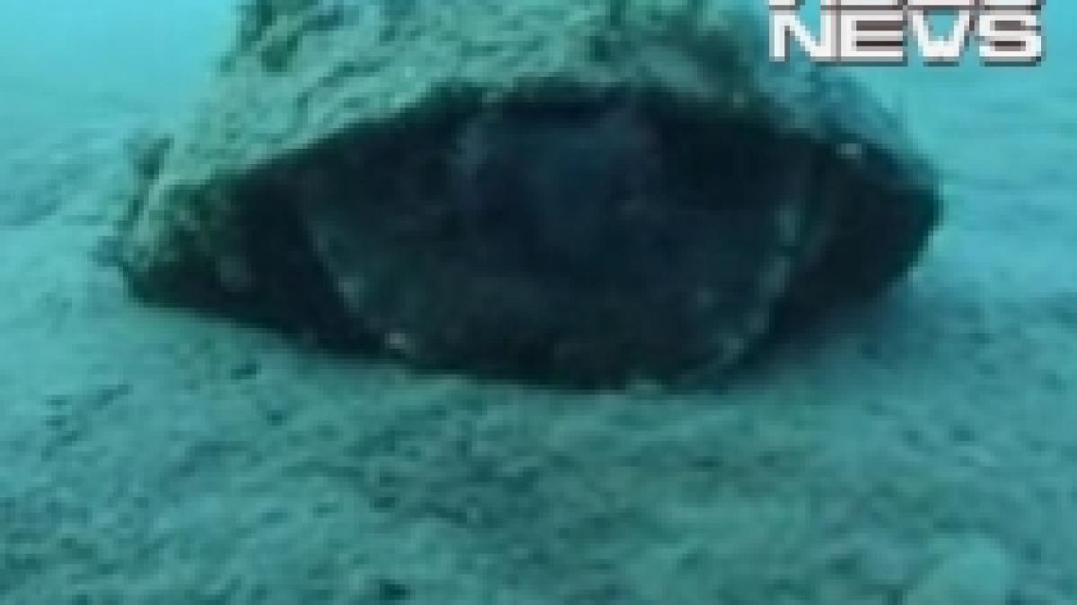 caracatita isteata foloseste nucile de cocos pe post de scut video