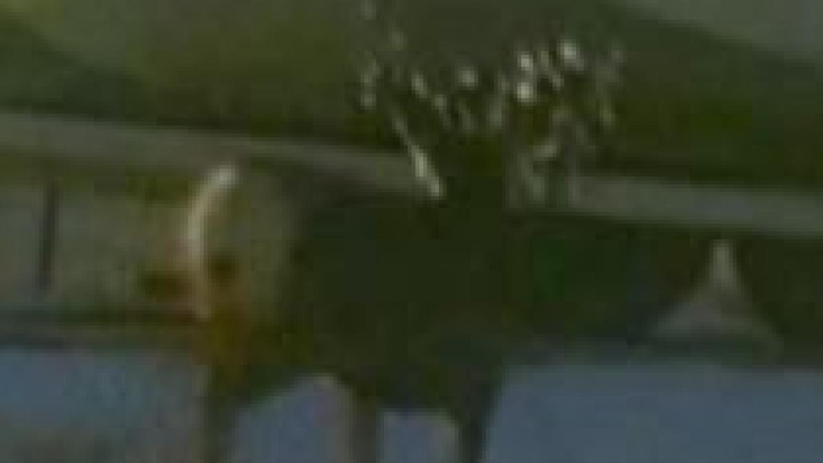 cerb cuprins de febra sarbatorilor s a impodobit cu o instalatie de beculete video