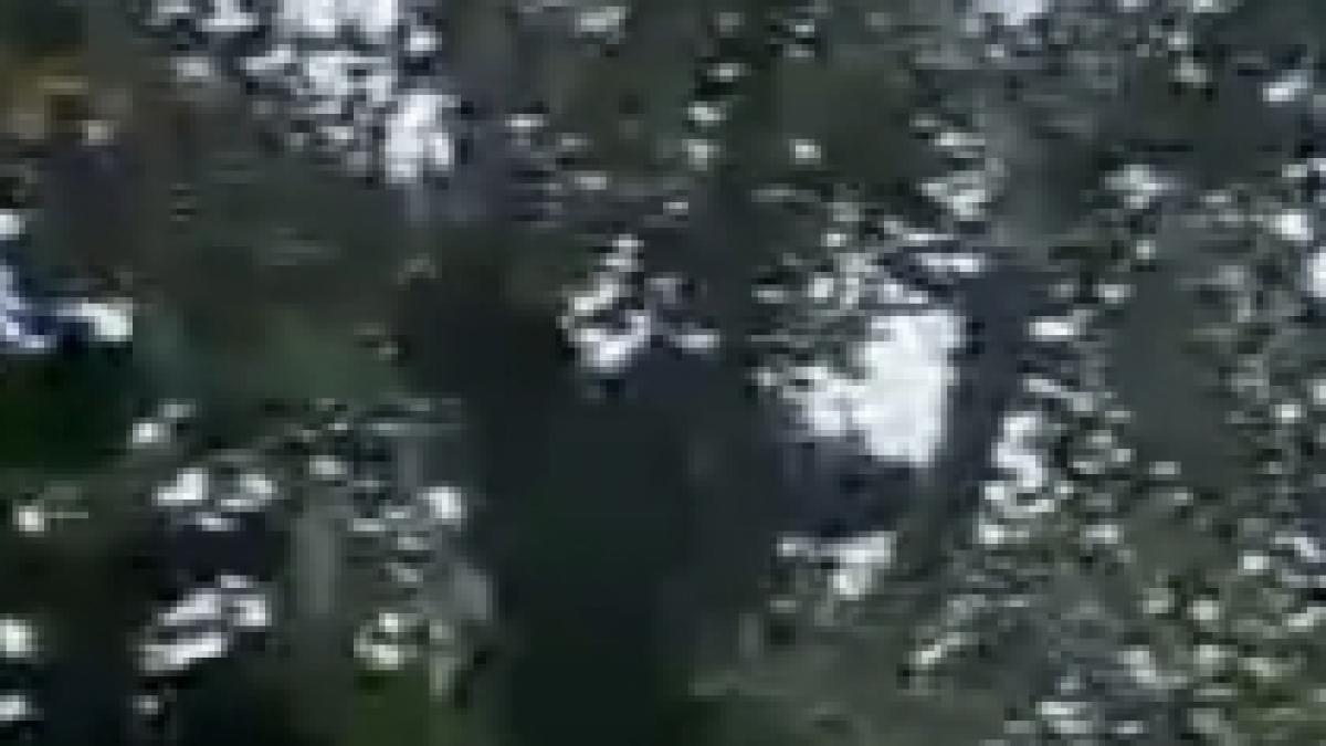 primele imagini cu gorila cross river cel mai rar primat din lume video