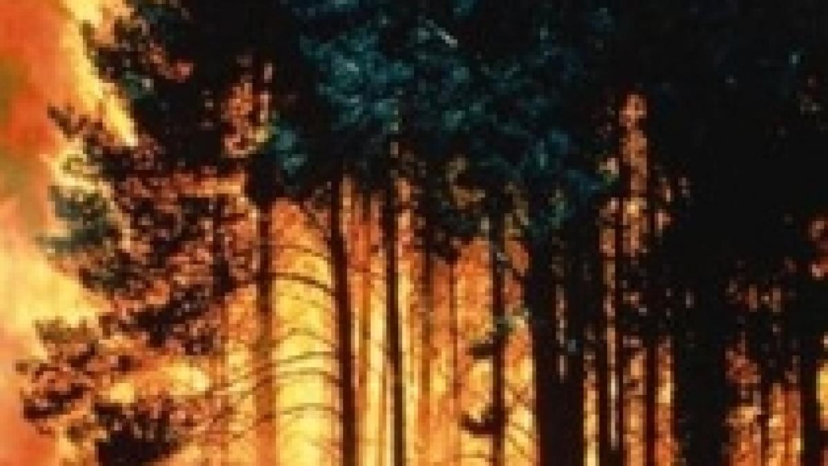 incendiile de vegetatie din chile ameninta zonele locuite