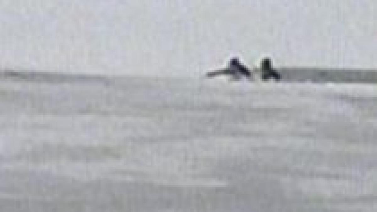 a cazut in lacul inghetat dupa ce a incercat sa prinda o rata cu mana video