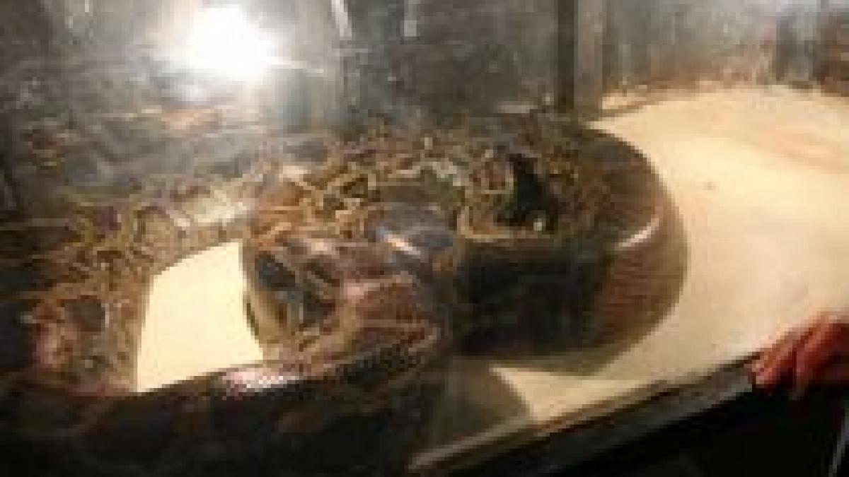 cea mai mare expozitie de reptile din europa de est s a deschis la arad