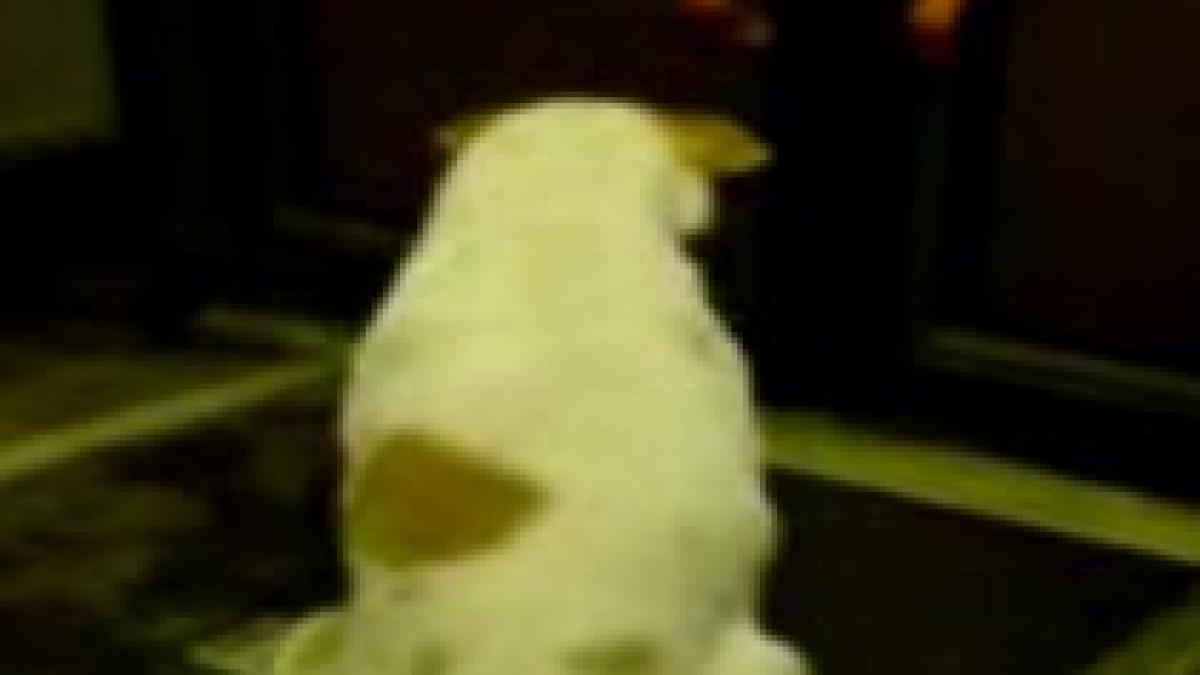 caine comunitar calator clandestin intr un autobuz din bucuresti video