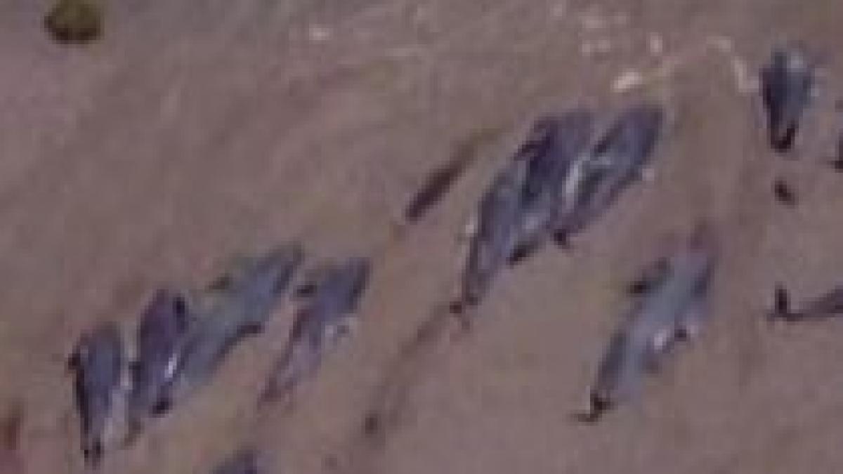 zeci de balene salvate de voluntari in noua zeelanda video