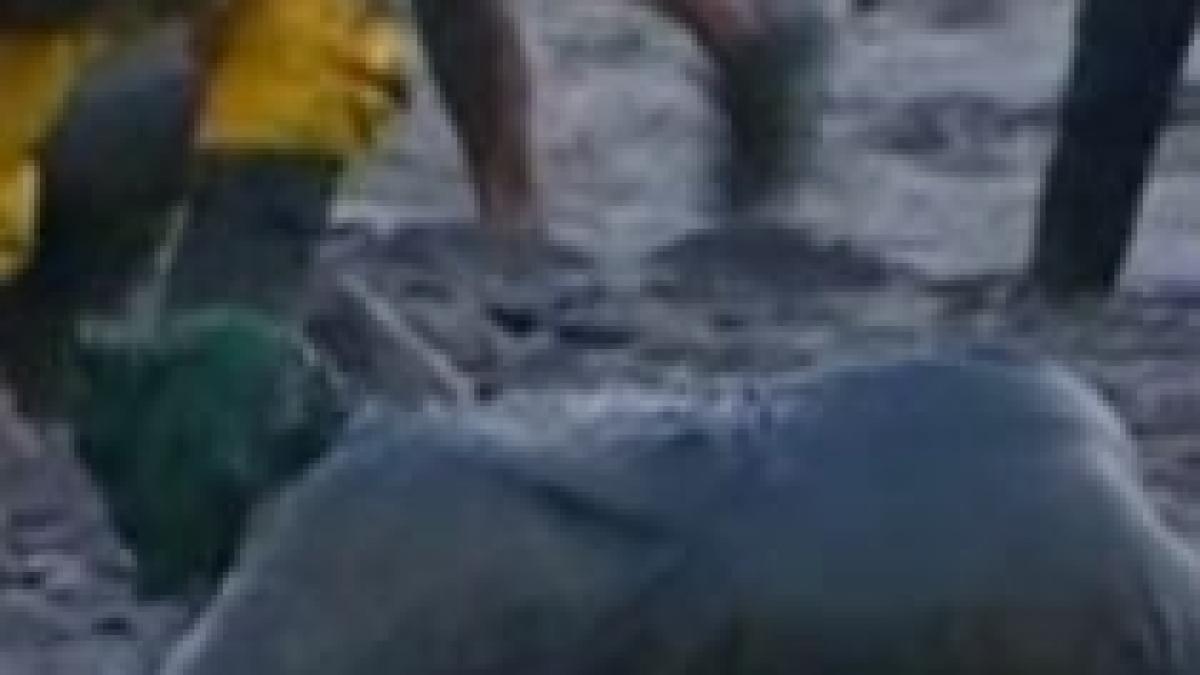 cursa anuala prin noroi organizata in marea britanie video