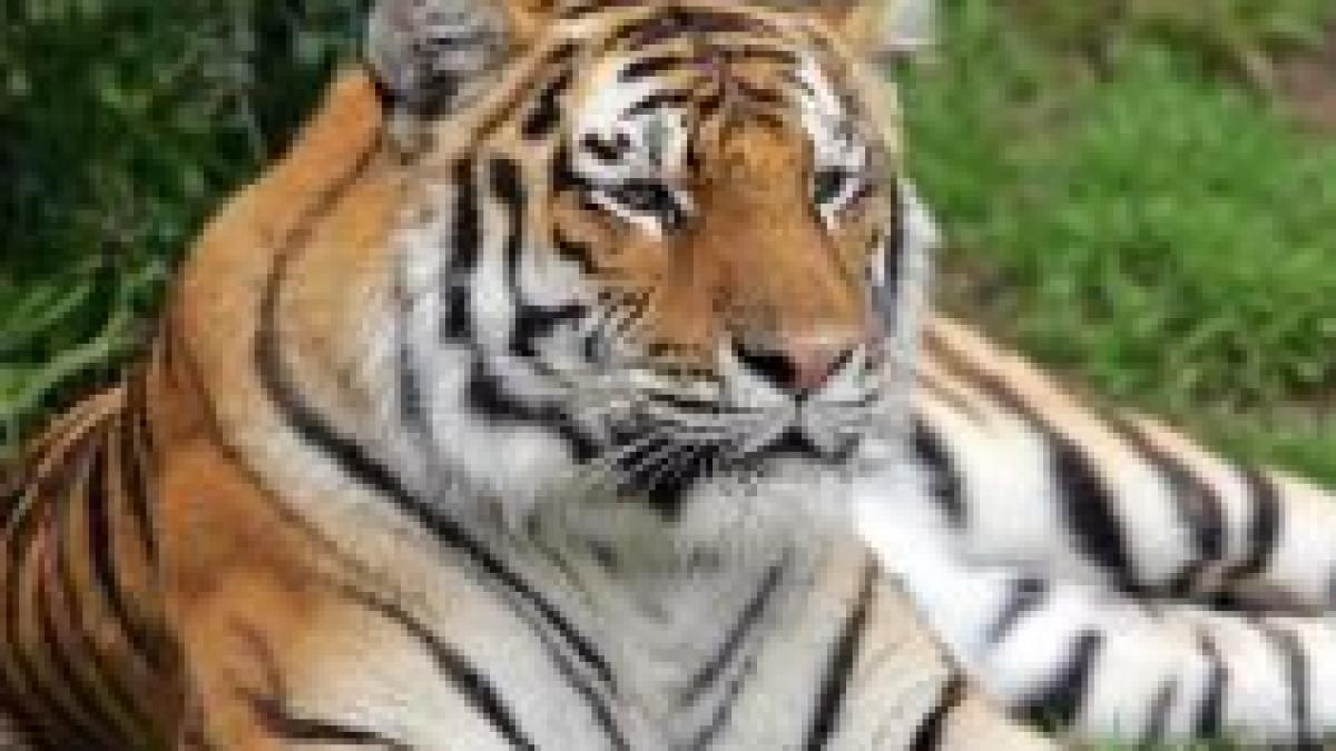 japonia trece din anul taurului in cel al tigrului video