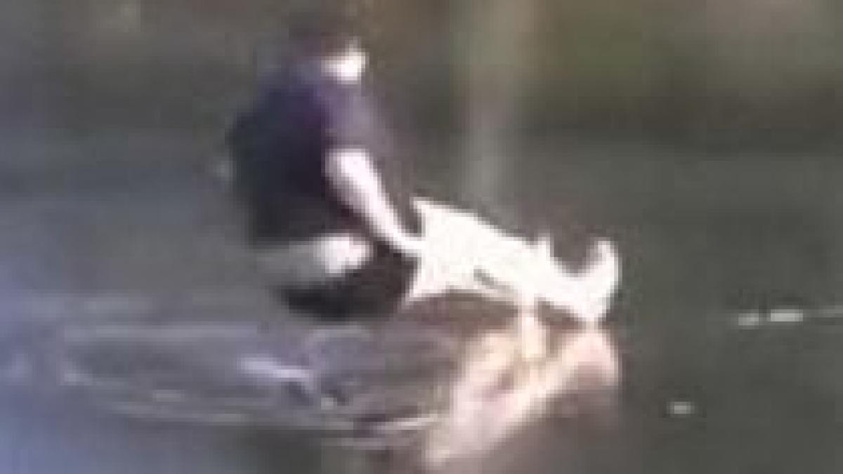 sport extrem sau inconstienta un om plonjeaza intr un lac inghetat si apoi se chinuie sa iasa video