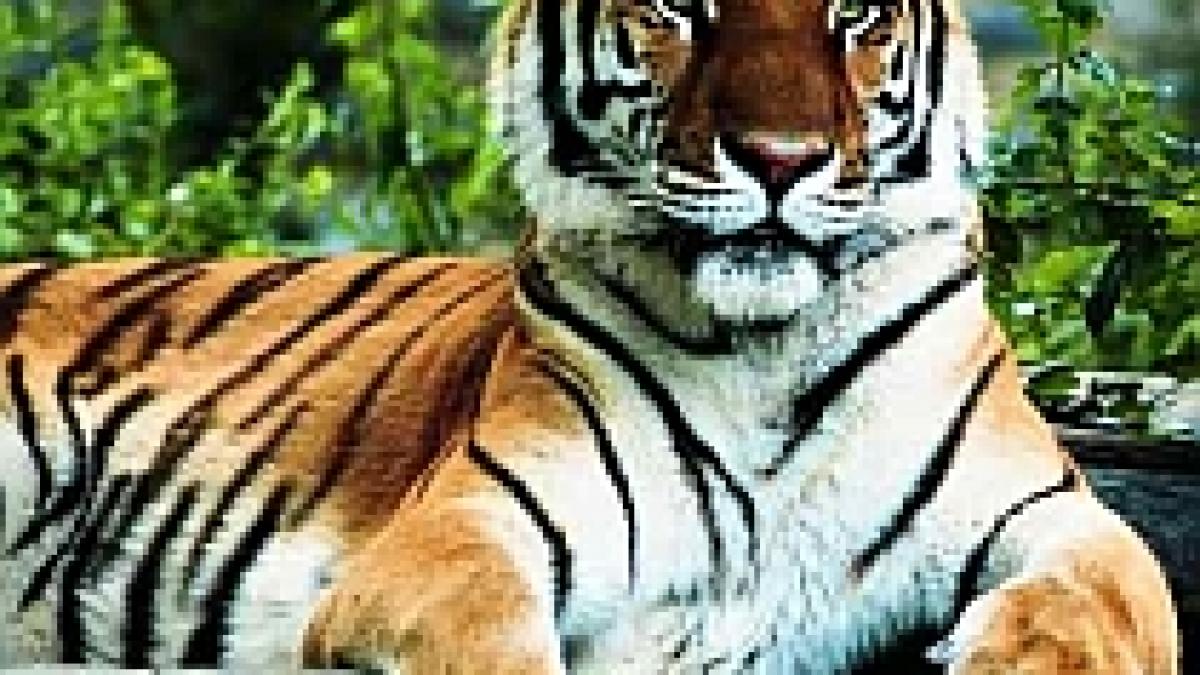 world wide fund for nature mai sunt doar 3200 de tigri pe terra