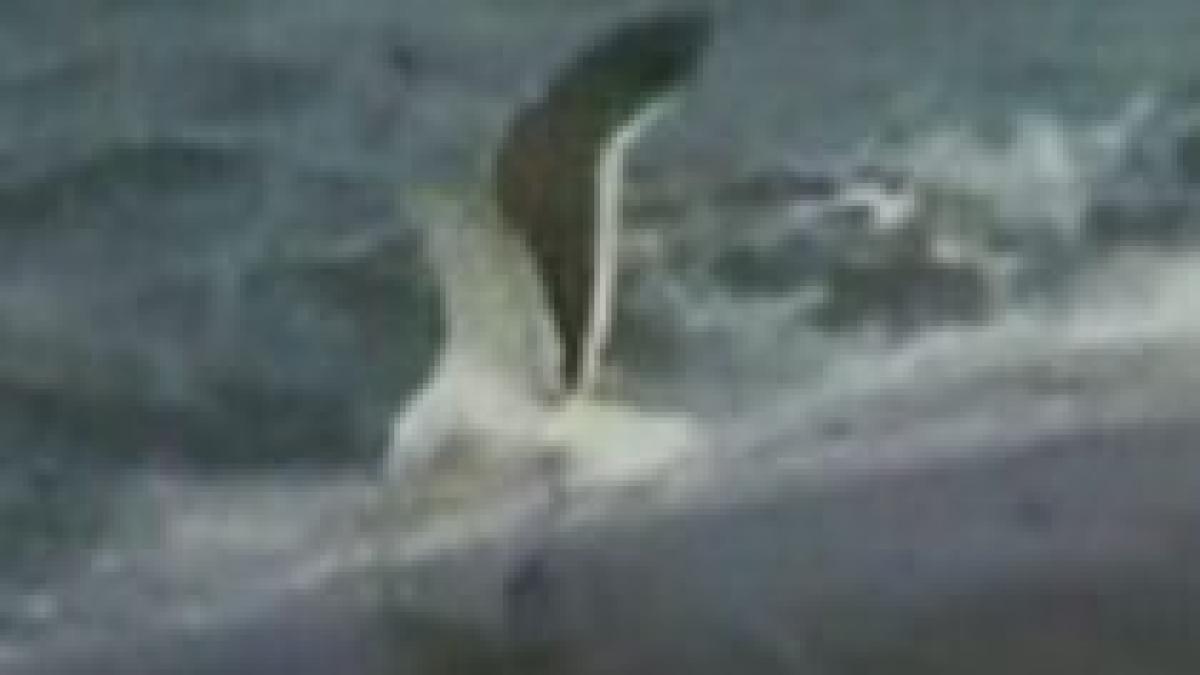 balenele din largul coastelor argentinei vanate de pescarusi video