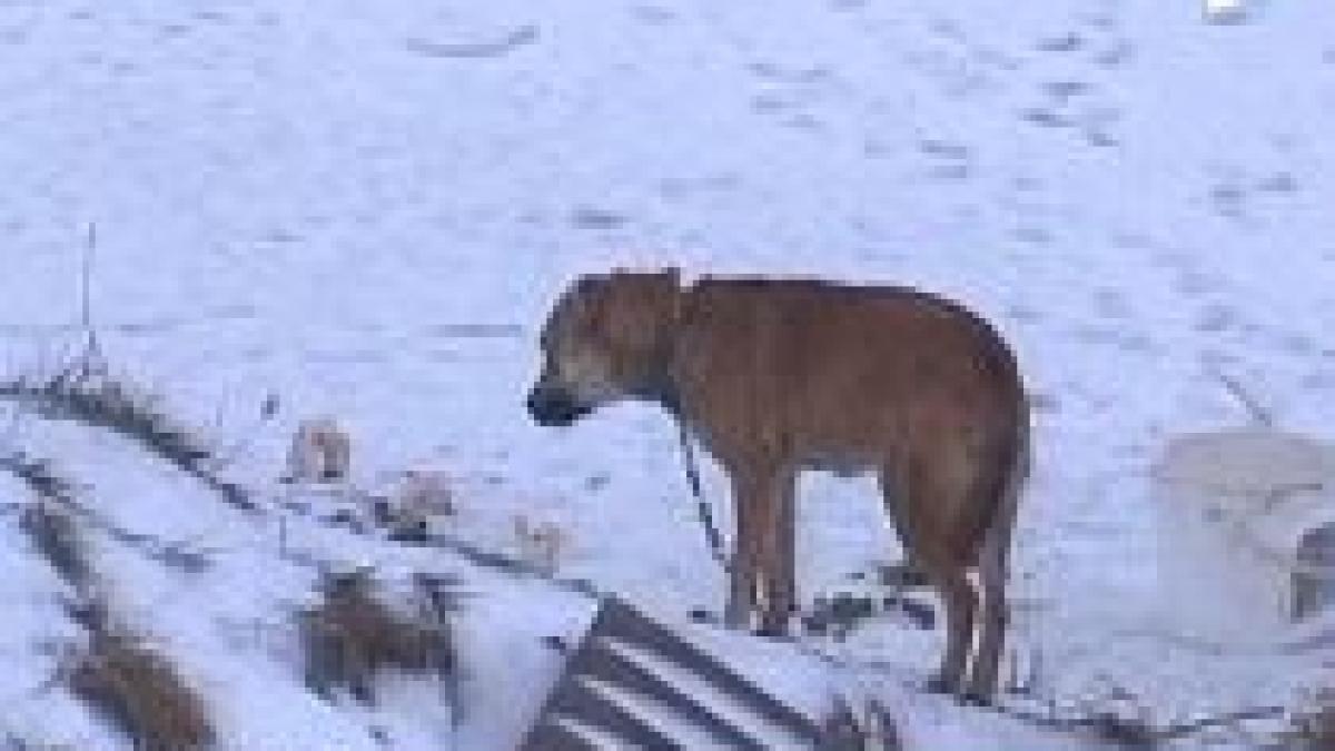 un barbat omorat de o haita de caini care pazeau un iaz privat