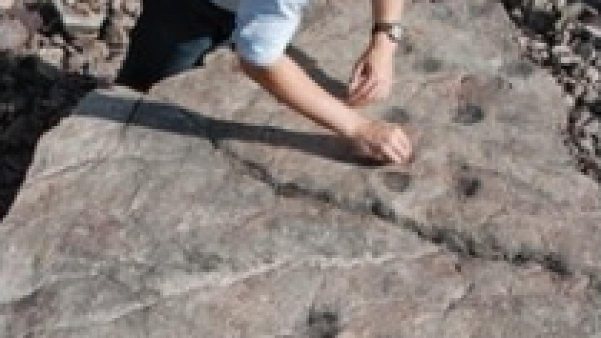 au fost descoperite cele mai vechi urme fosilizate ale unui animal patruped