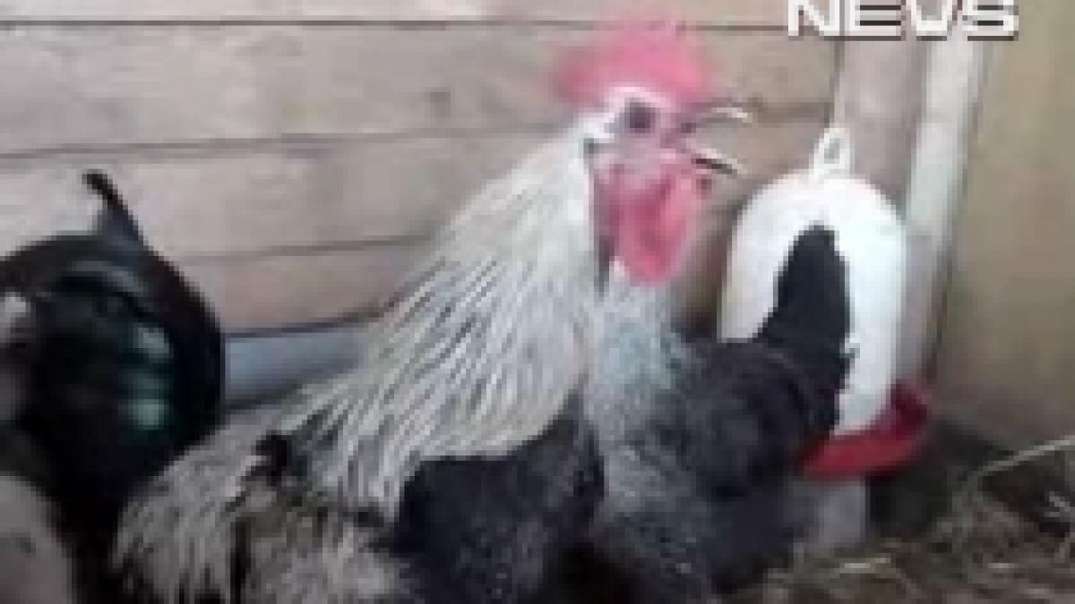 cel mai tare rocker din lumea animalelor cocosul metalist video