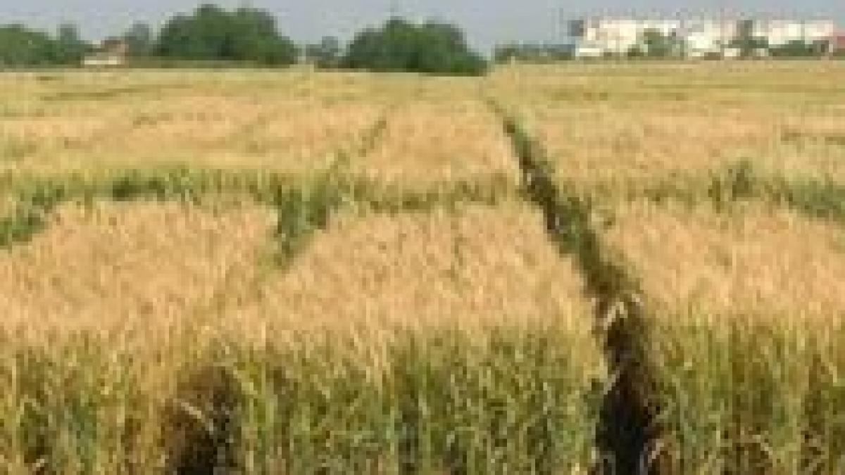 75 din fermele romanesti ar putea falimenta in 2010