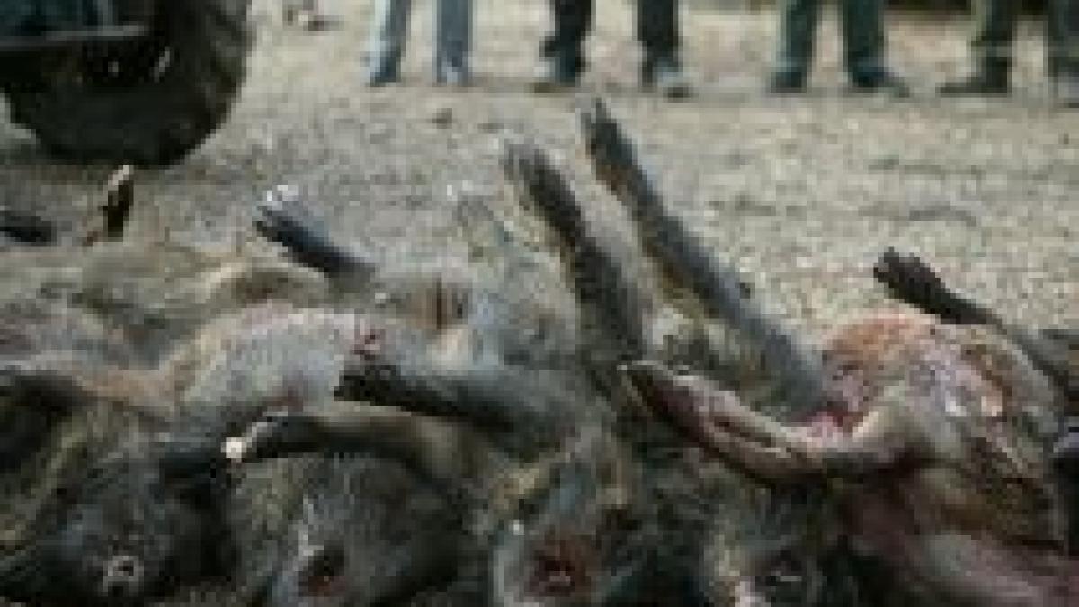 a inceput vanatoarea de mistreti de la balc organizata de ion tiriac video