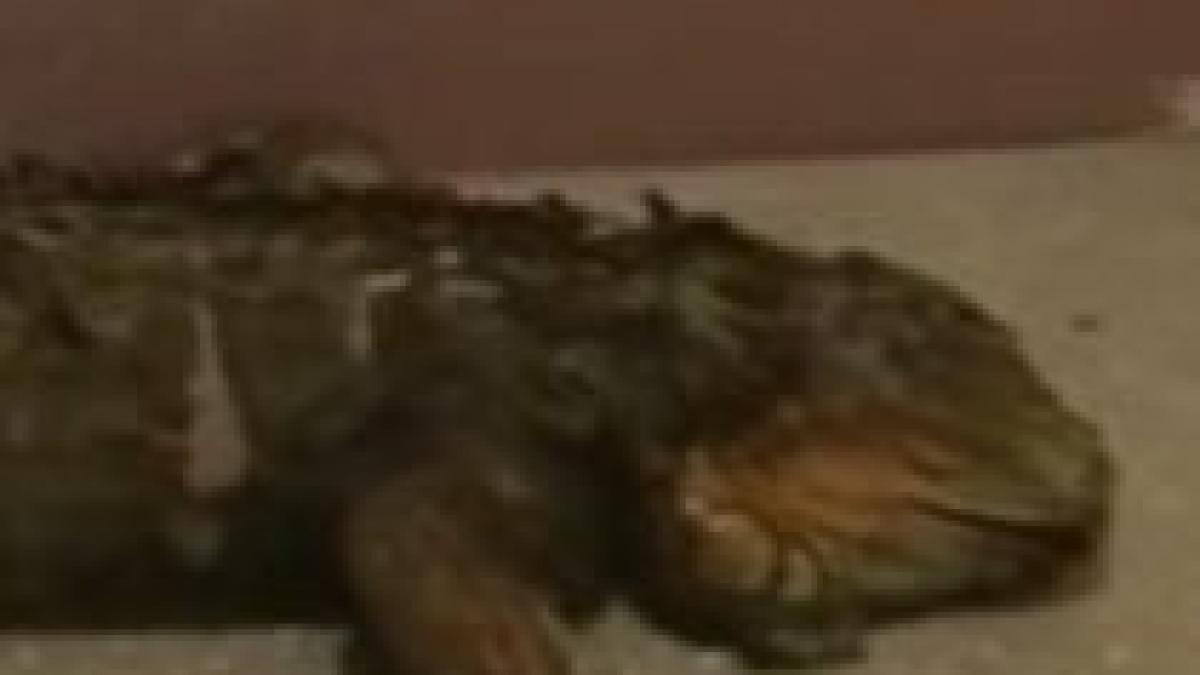 incendiu provocat de o iguana in baia mare video