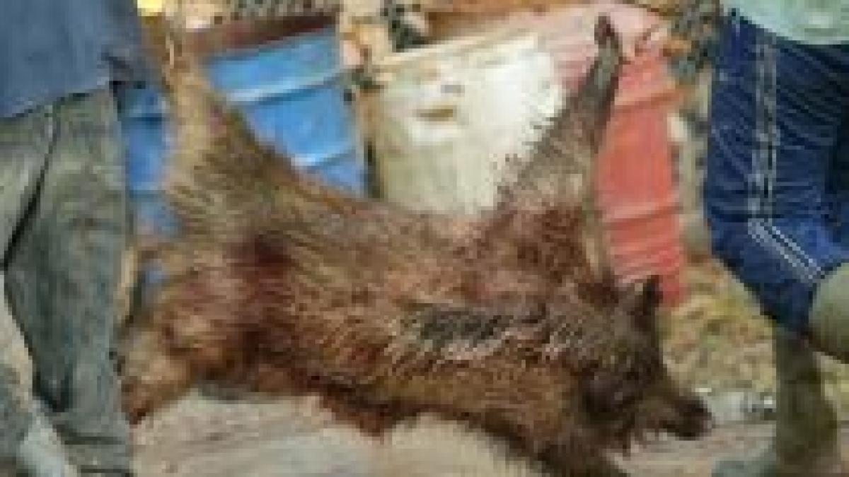 peste 160 de mistreti impuscati de invitatii lui ion tiriac la balc