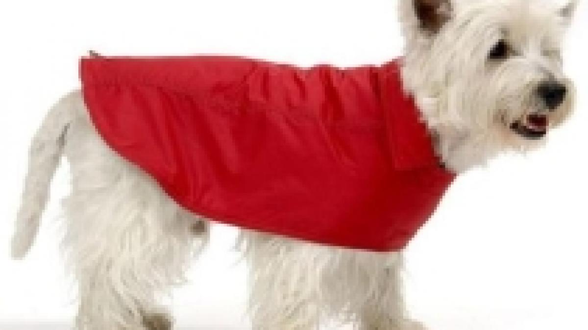 rosu este culoarea anului 2010 sustin designerii francezi