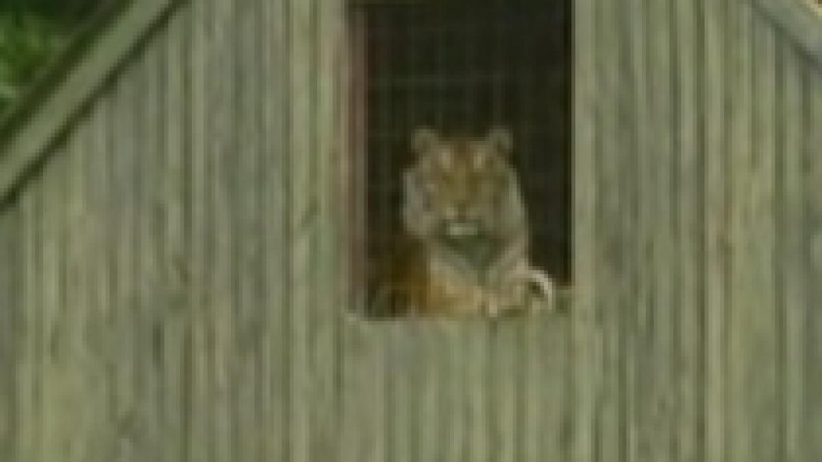 canada un barbat a fost ucis de tigrul sau video