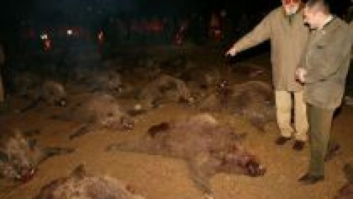 cinci mistreti impuscati la balc diagnosticati cu trichineloza complexul declarat zona infestata