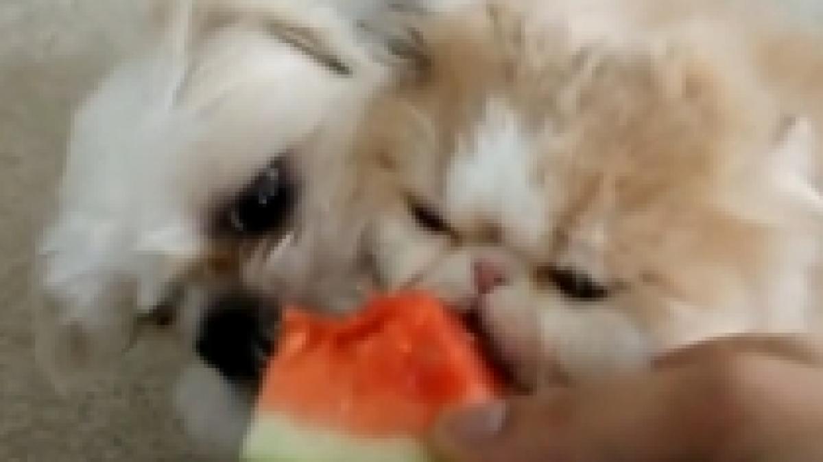 pepenele discordiei o pisica se lupta cu doi catei pentru mancarea ei favorita video