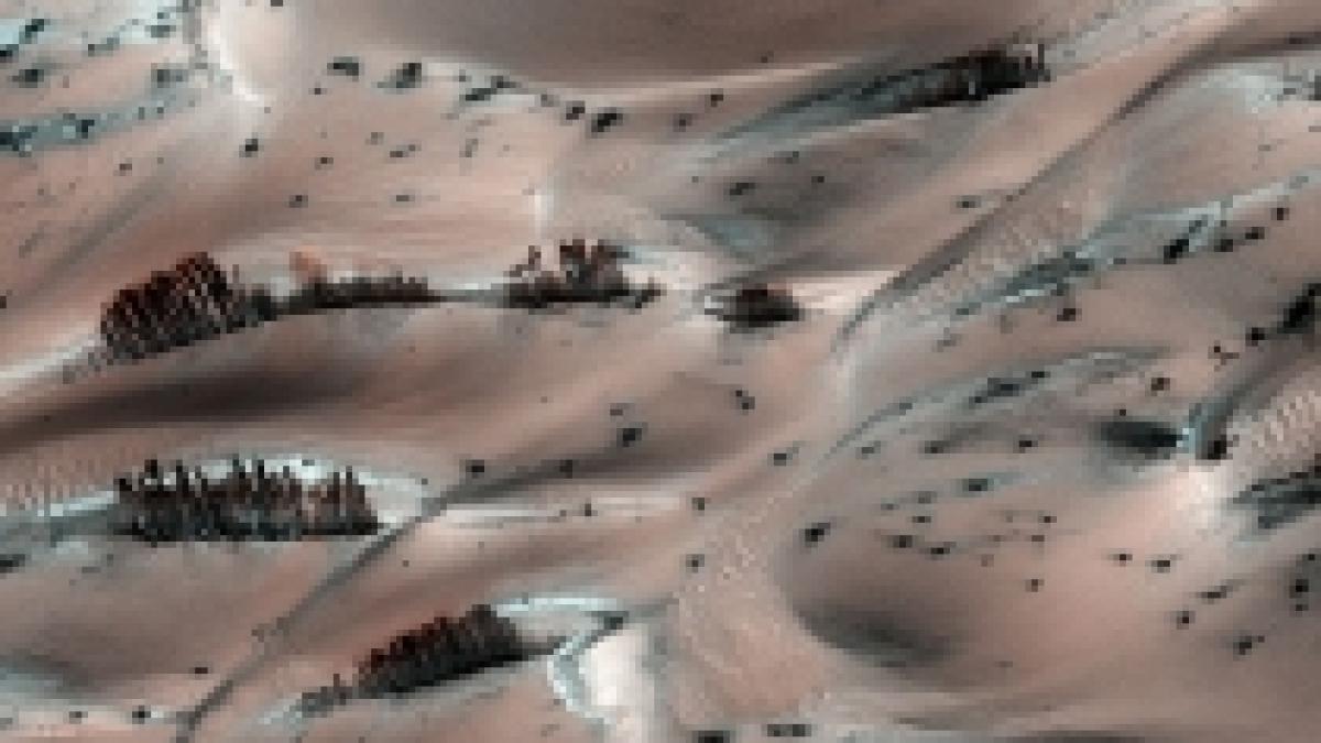 copaci pe marte fotografia care i a uimit pe cercetatorii nasa foto