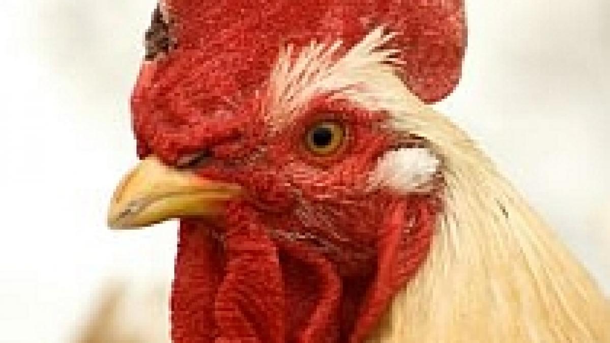 moscova avertizeaza sua ca ar putea gasi alti furnizori de carne de pasare