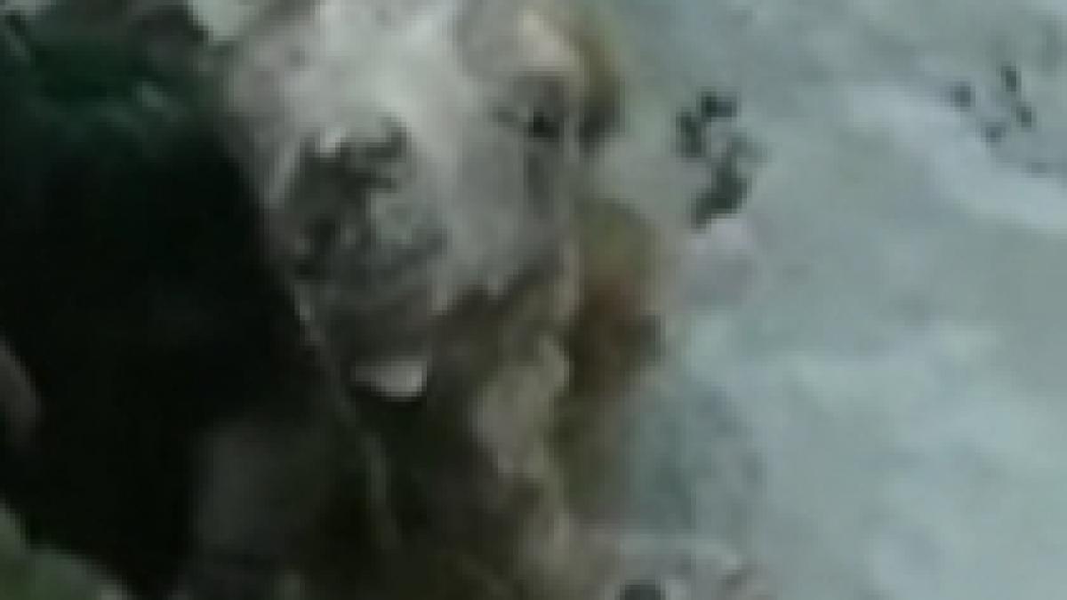 un pui de camila blocat sub zapada salvat in china video