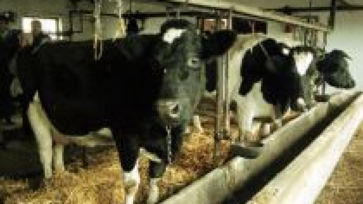 fermieri revoltati ca nu si au primit banii din vanzarea de lapte de sapte luni video