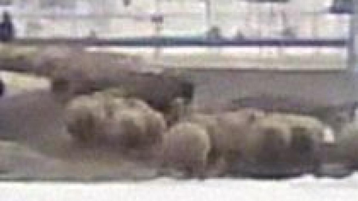 cu oile pe autrostrada soarelui doi ciobani incurca traficul in drum spre stana video