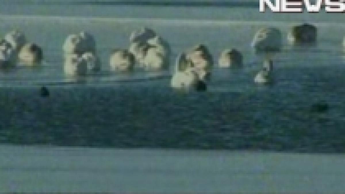o suta de lebede captive pe un lac inghetat din constanta video