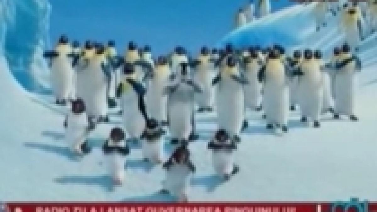 noul imn al politicienilor un pinguin conduce guvernul si totul se misca greu greu greu video