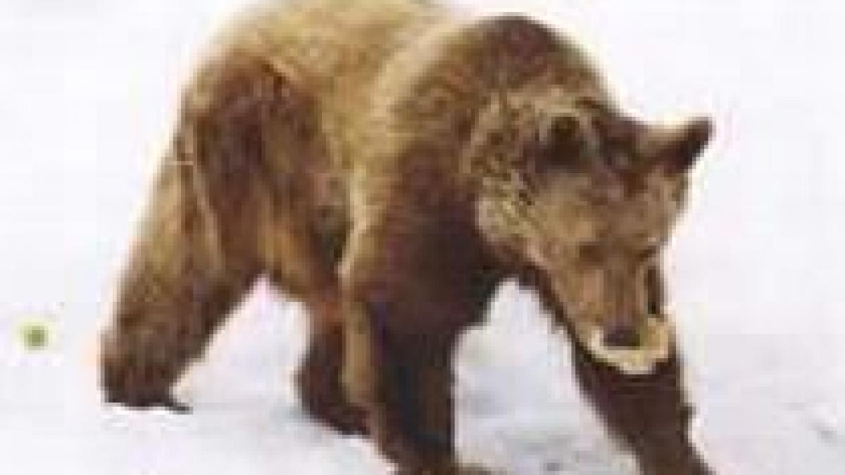 animalele salbatice ajutate de padurari sa depaseasca perioada de iarna