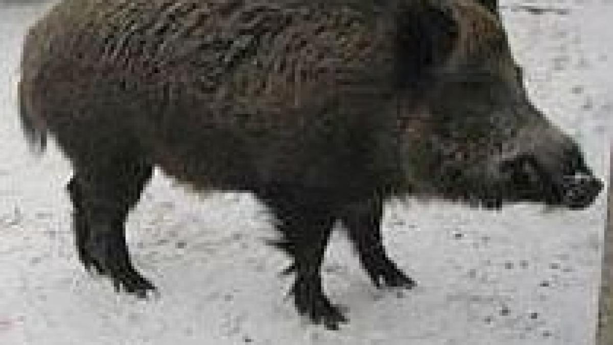 partida de vanatoare pentru veterani organizata la rasnov video