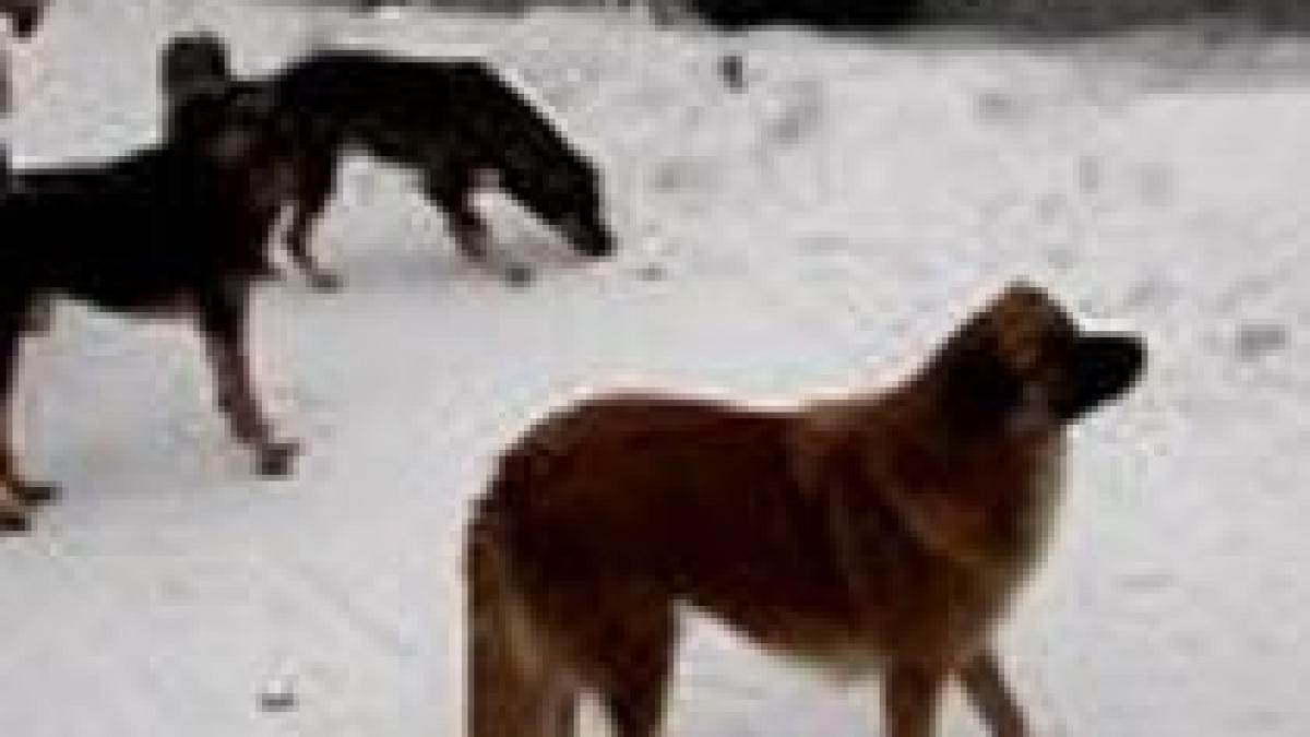 problema cainilor fara stapan luata in discutie de edilii capitalei vezi masurile propuse