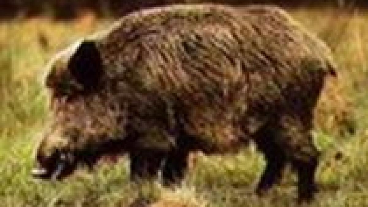 povestea porcului din braila autoritatile confirma aventura mistretului care ataca institutii