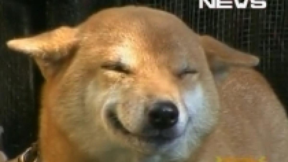 si animalele rad faceti cunostinta cu chii catelusa care zambeste video