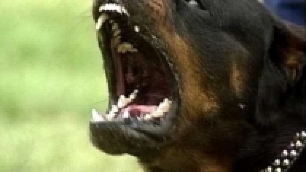 austria o batrana a fost devorata de cei doi rottweileri ai fiului ei