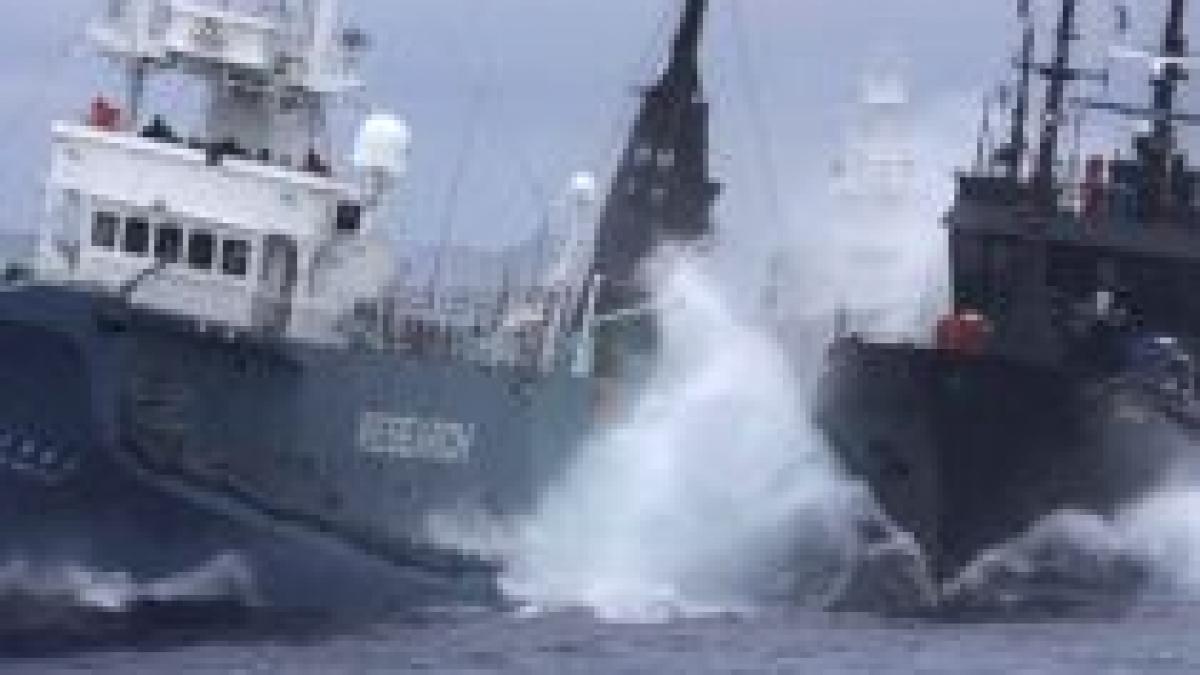 incident naval un vas ecologist s a ciocnit il larg cu ambarcatiunea unor pescari de balene