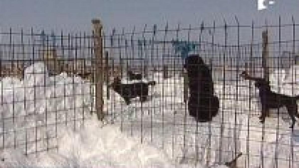 sute de caini din adapostul glina ingropati in zapada unii nu au supravietuit