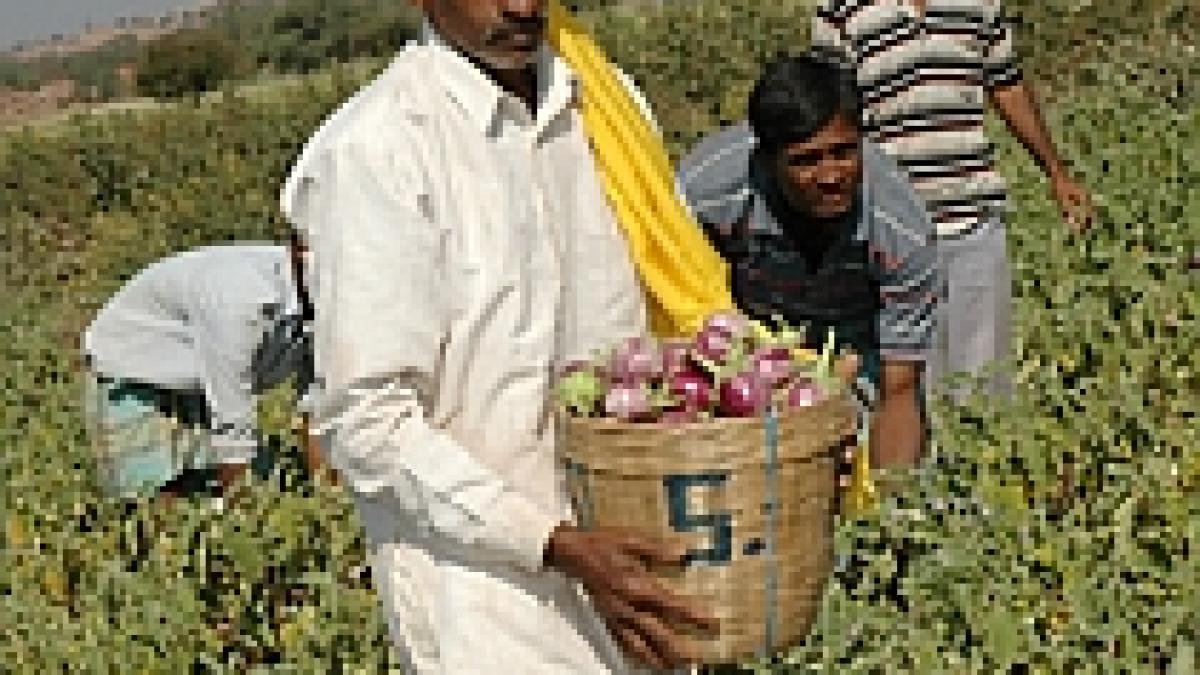 india amana cultivarea de vinete modificate genetic