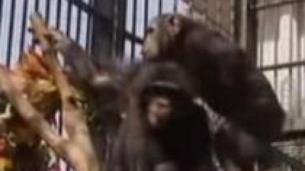 nunta mare in egipt fericitii miri doi cimpanzei video