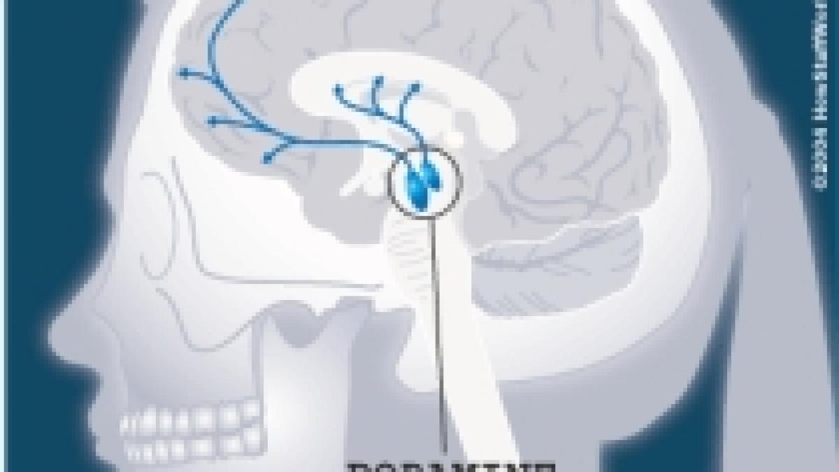 studiu capacitatea de a lua decizii influentata de nivelul de dopamina din creier