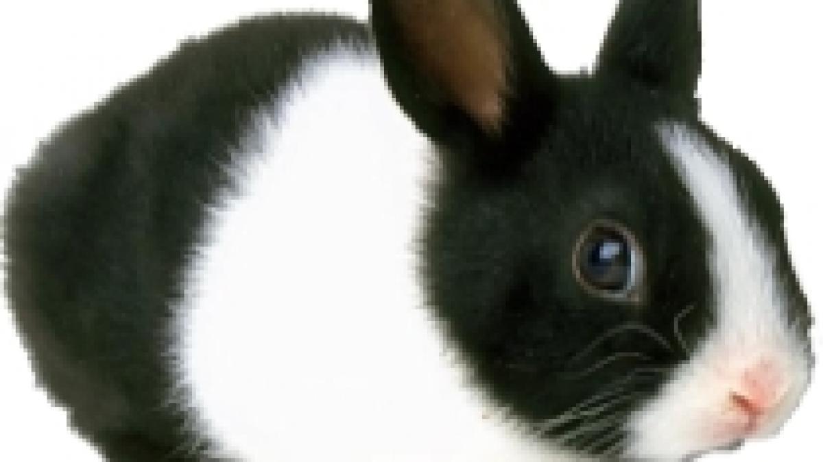 farsa in arad o masina a fost acoperita cu zeci de capatani de varza si cu un iepure impaiat