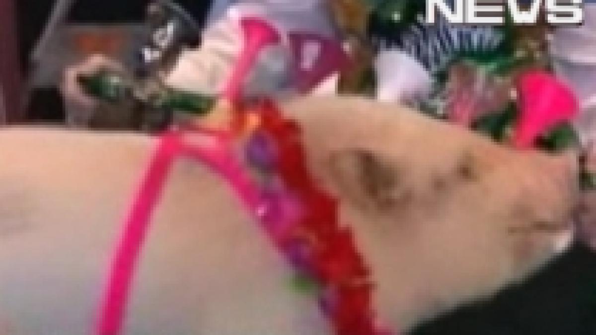 purcei talentati stiu sa joace fotbal se dau cu skateboard ul si fac acrobatii video