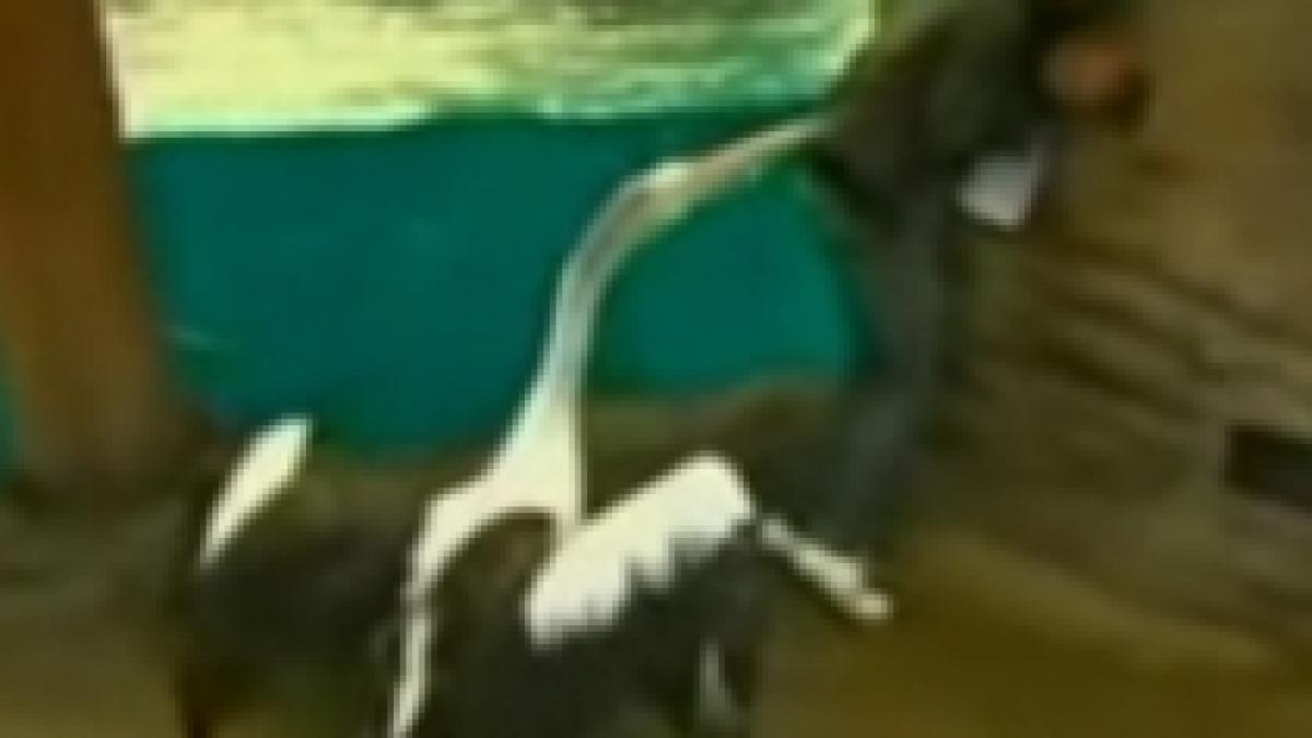 terorizat in direct un prezentator meteo a fost ciupit de un pelican video