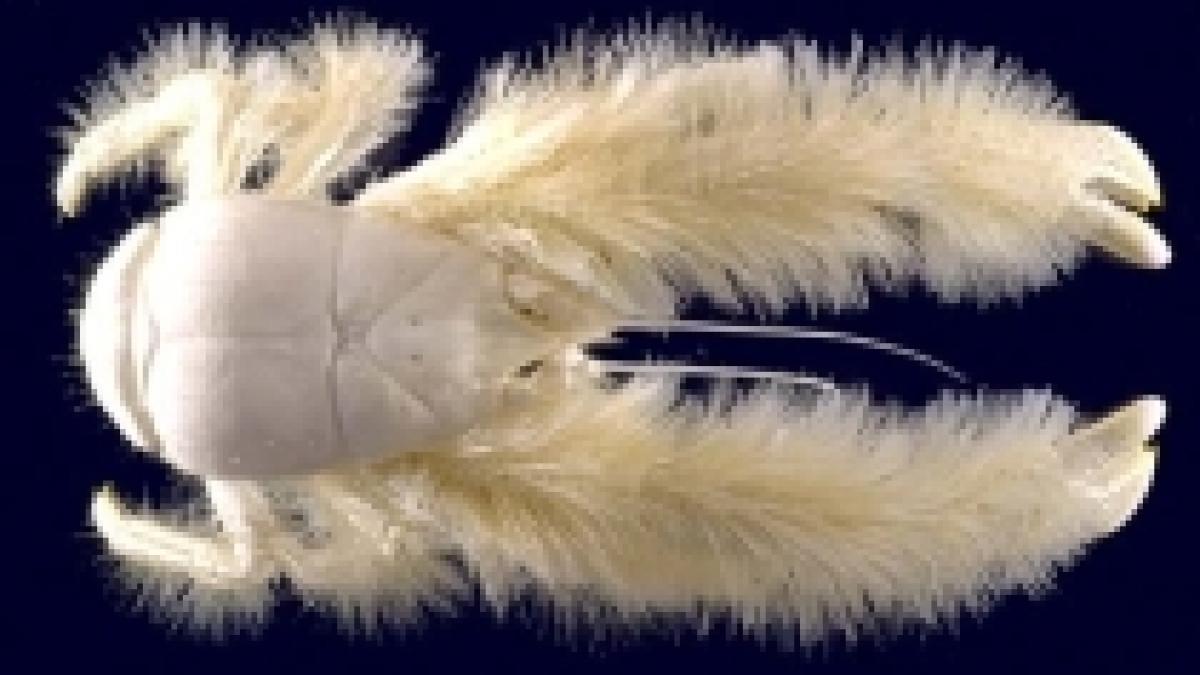 5000 de noi specii marine descoperite in ultimul deceniu