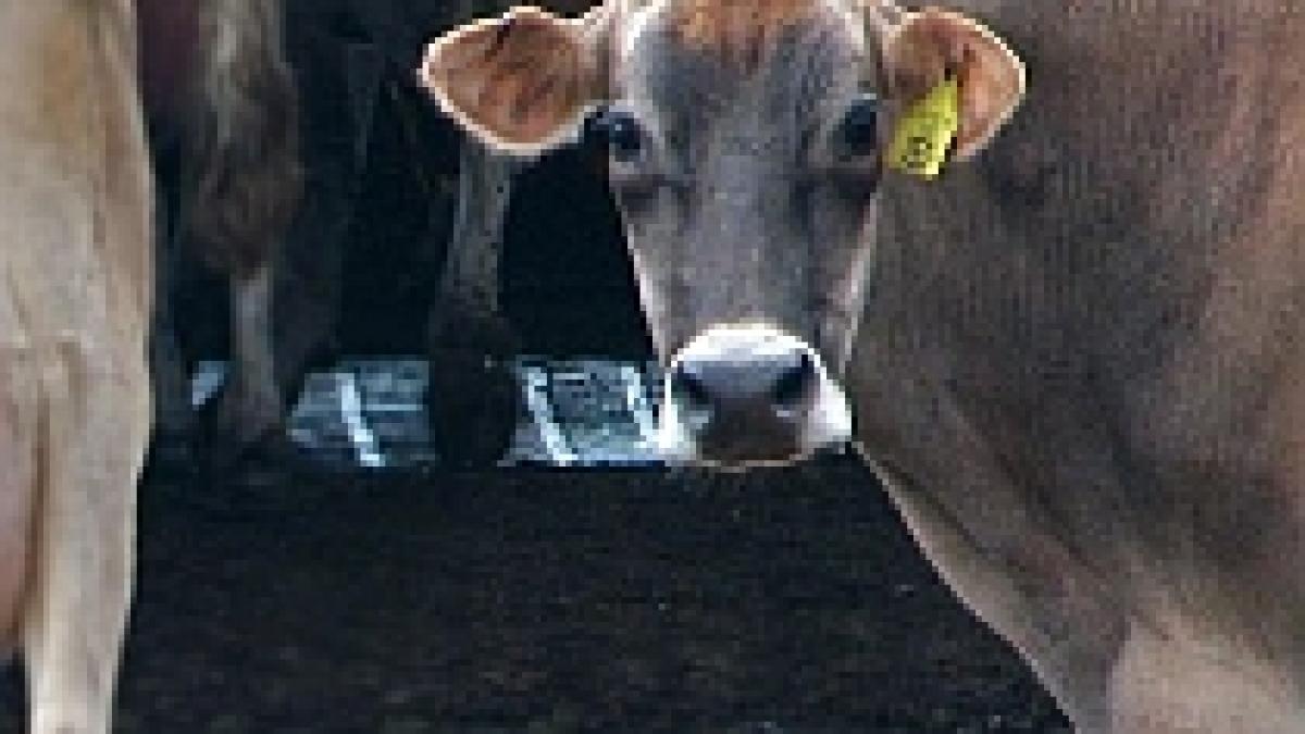 fao micii crescatori de animale sunt marginalizati