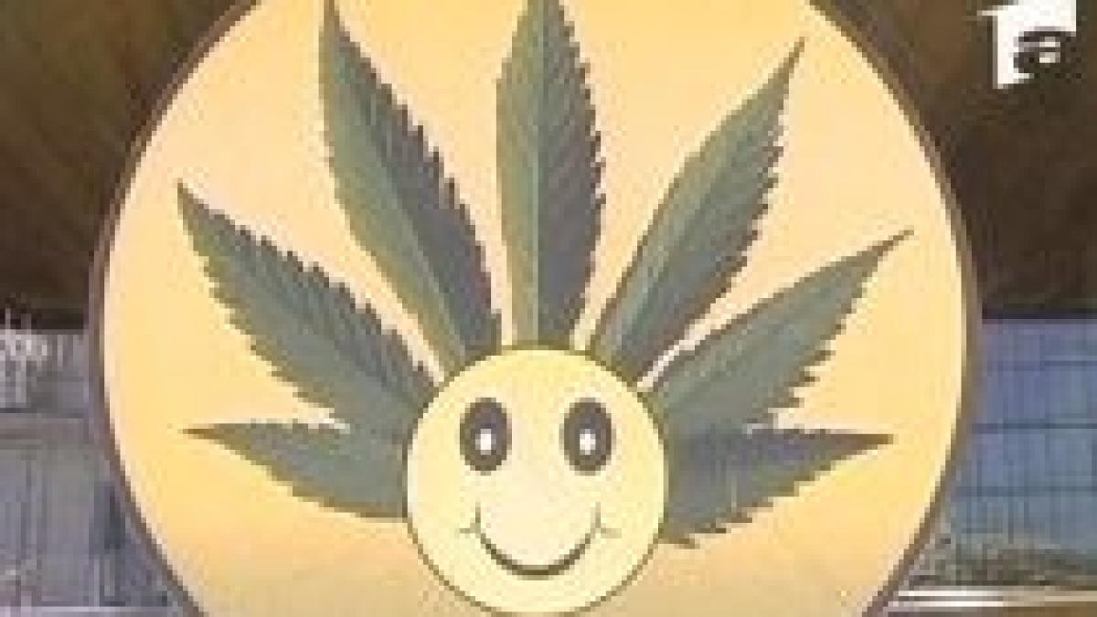 inca o victima a plantelor etnobotanice tanar de 37 de ani la spital cu halucinatii